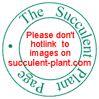 the succulent plant page logo - no script