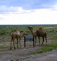 Camels