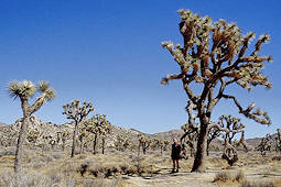 Yucca brevifolia