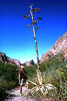 Big Bend area, Texas