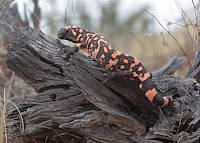 gila monster