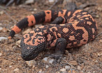 gila monster