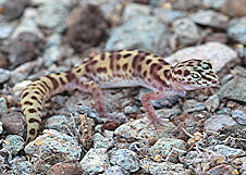 Western Banded Gecko