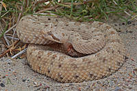 rattlesnake