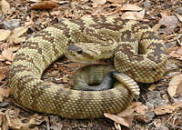 rattlesnake