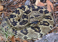 rattlesnake