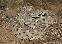 rattlesnake