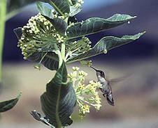 hummingbird