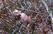 horned toad