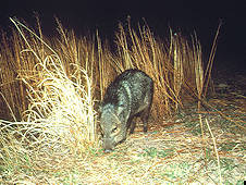 javelina