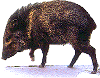 javelina