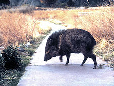 javelina