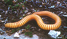 millipede