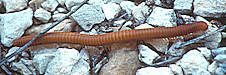 millipede