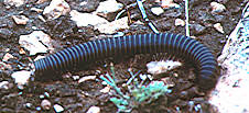 millipede