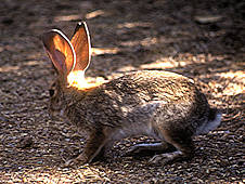 jackrabbit