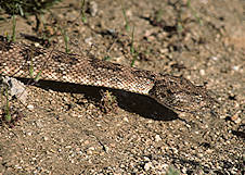 rattlesnake