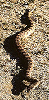 rattlesnake