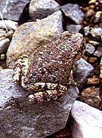 Texas Toad