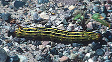 sphinx moth larva - Death Valley