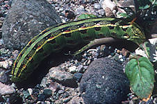 sphinx moth larva - Death Valley