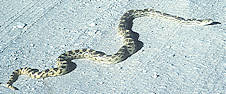 Sonoran Gopher Snake