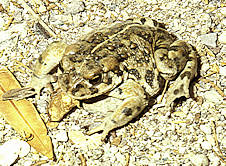 Amargosa toad