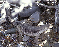 Desert Iguana