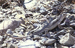 Desert Iguana