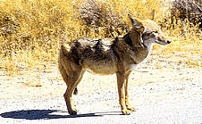 coyote