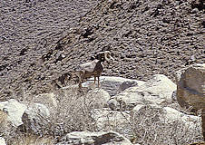 Bighorn Sheep