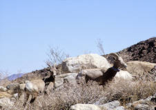 Bighorn Sheep