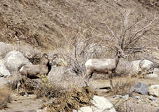 Bighorn Sheep