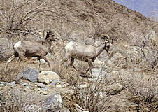 Bighorn Sheep