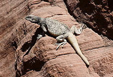 Common Chuckwalla