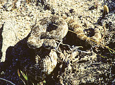 rattlesnake