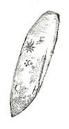 Paramecium