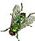 blowfly