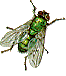 blow fly