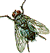 blow fly