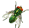 blow fly