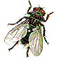 blow fly