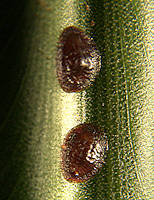 scale insects