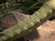 scale insects