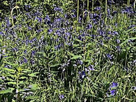 EHS coach trip 2025: RHS Wakehurst Place