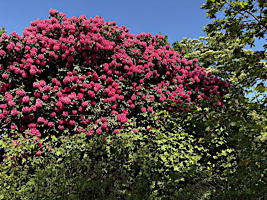 EHS coach trip 2025: RHS Wakehurst Place