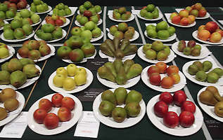 RHS London Harvest Show 2012