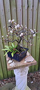 Bonsai Cherry