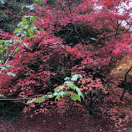 Alan Thomas - recent visit to Harcourt Arboretum