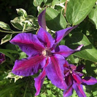 Alan Thomas - Clematis